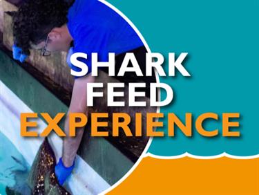 Image for: Shark Feed Experience 